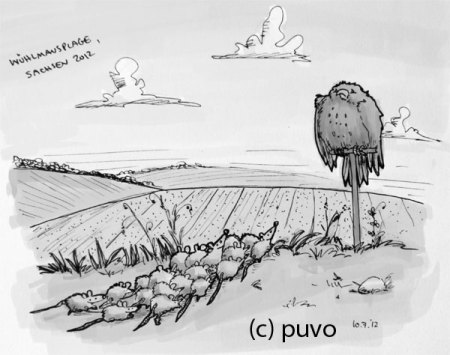 Wühlmausplage in Sachsen. Scribble von puvo productions.