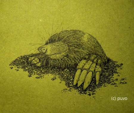 Maulwurf. Studie von puvo productions