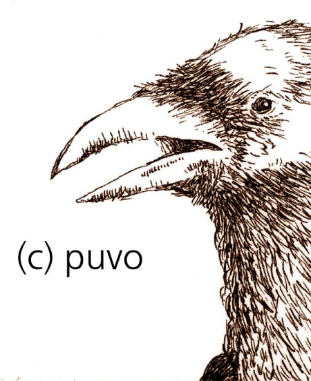 Rabe - Strichzeichnung von puvo productions