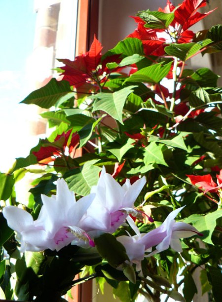 Weihnachtsblüten Blühender Weihnachtsstern und Weihnachtskaktus.