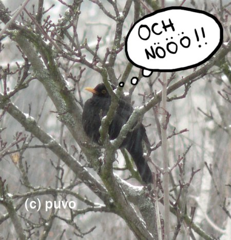 Amsel im Schnee.